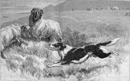 1902SheepdogTrialsJohnCharlton.jpg