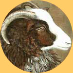 JacobEwe.jpg