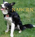 NABCRNNewLogoLeftTiny.jpg